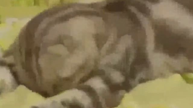 Котэ плавает прикол смотреть онлайн