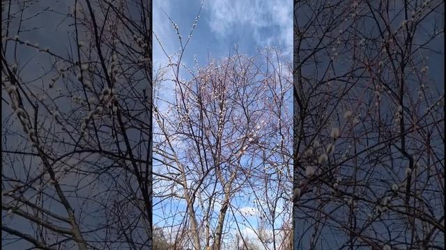 На базаре мудрость продавали.....Старость - это конец начала. Мудрость через века. смотреть онлайн