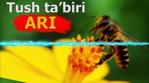 ARI TUSHDA - TUSHDA ARI KO’RISH - Tushda ari - Тушда ари