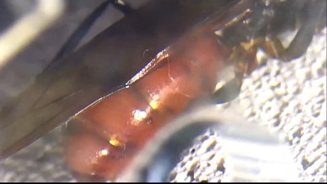 The Heaviest Ant In The World Found In Singapore!!! смотреть онлайн