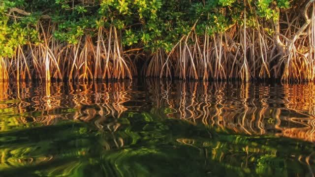 Озеро в джунглях, Звук для сна