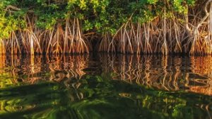 Озеро в джунглях, Звук для сна