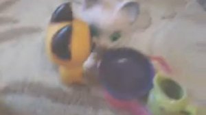 Приключение котёнка гав и щенка шарика у бабушки #2.