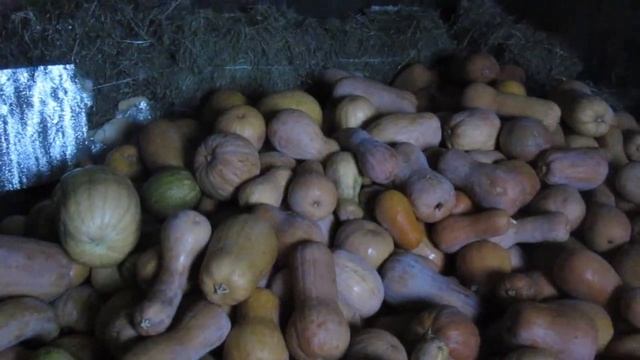 Как мы храним тыкву, рассказываю о пользе. смотреть онлайн