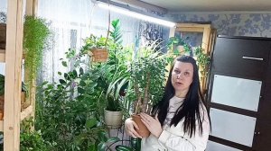 Толстянка"- "Денежное дерево"- Крассула. Уход. Планы на бонсай.