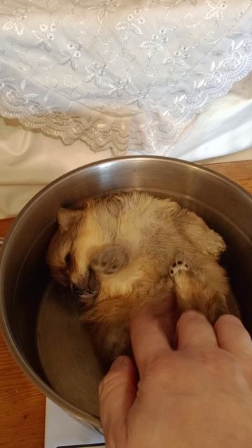Шпиц малый,девочка