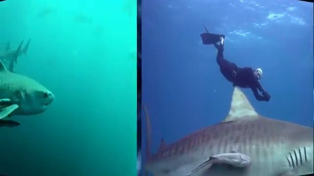 10 Самых Опаснейших Морских Монстров.просто ужас смотреть онлайн