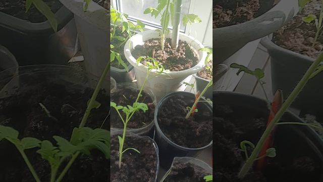 как кормим животных смотреть онлайн