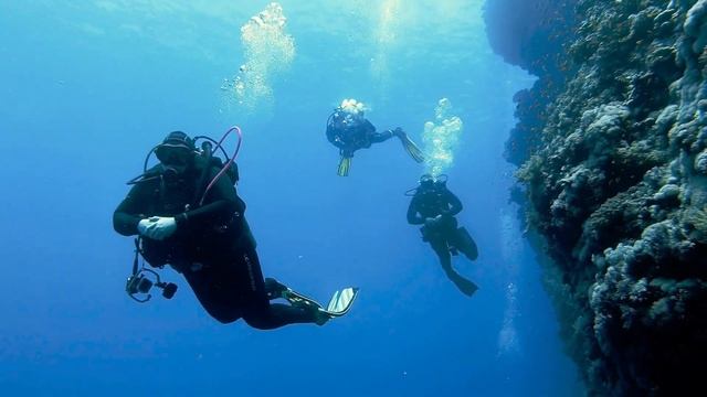 Safari Daedalus & Fury Shoals - Emperor Echo смотреть онлайн