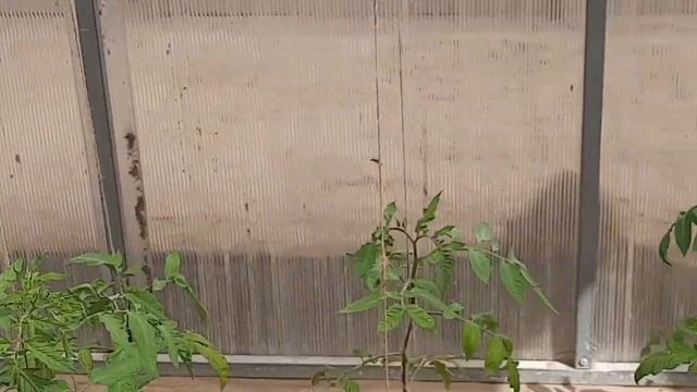 Как мои томаты пережили заморозки. смотреть онлайн