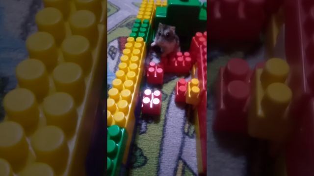 VID_20250320_190703.mp4