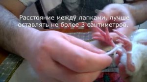 Как связывать лапки индюшатам при шпагате