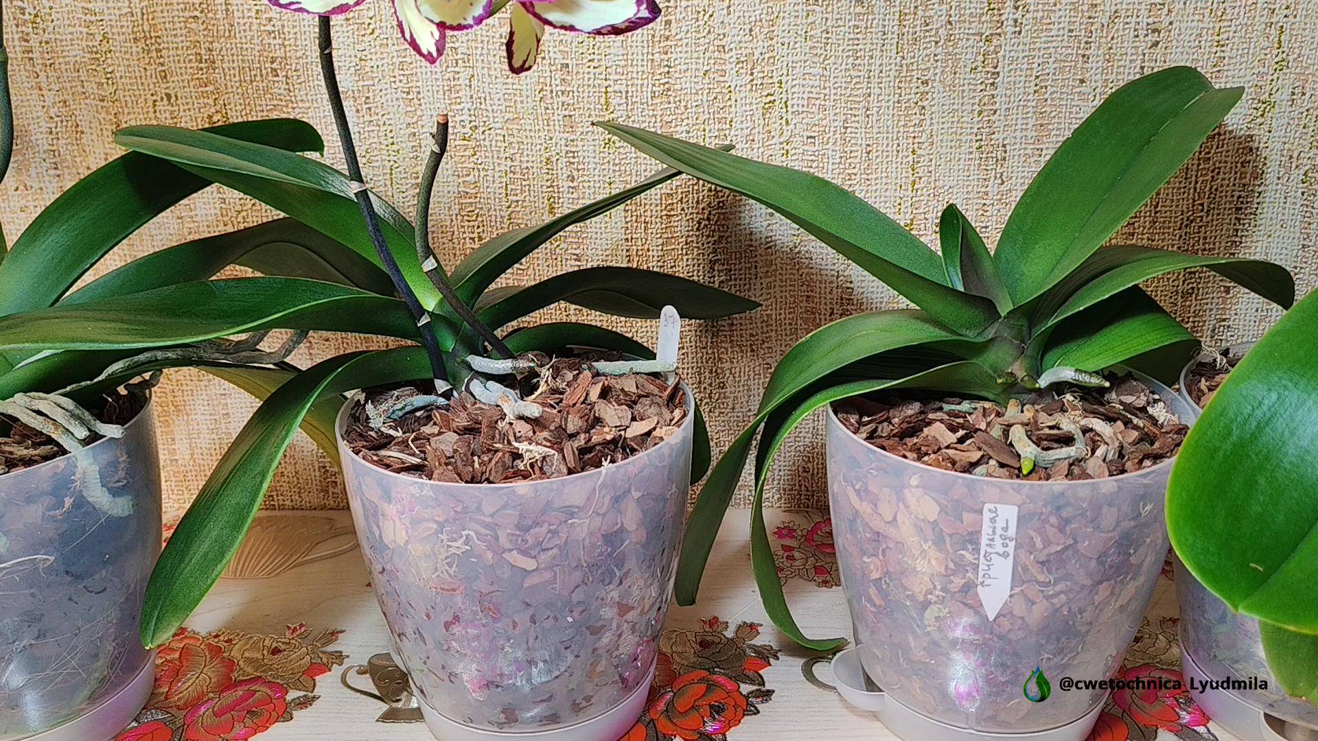 Результат пересадки моих взрослых орхидей