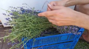 Летний сбор ЛАВАНДЫ для начинающих. Приготовление ЧАЯ из ЛАВАНДЫ.