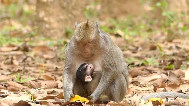 First Day Unbelievable Baby Monkey Jesmin Cry Angry Seizure On The Ground. What Wrong Baby Monkey?