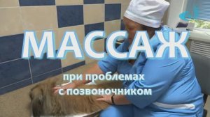 Массаж  для собак-спинальников
