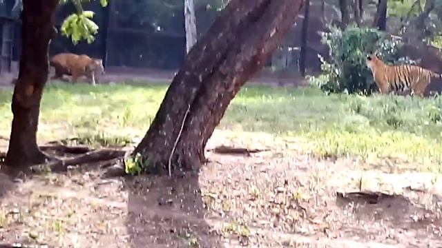 Epic fail compilation - FUNNY TIGERS IN FOREST (Panthera Tigris) - 虎 - dieretuin | Tier - live vide смотреть онлайн