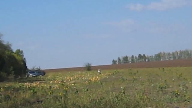 Как мы продаем арбузы с поля. Фрагменты. смотреть онлайн