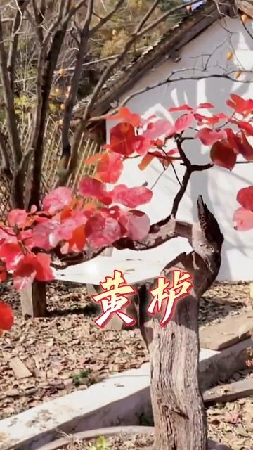 香山红叶黄栌，你家的黄栌叶子红了吗 #香山红叶黄栌 #爱生活爱养花种草 #记录我的农村生活 смотреть онлайн