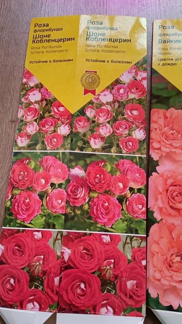 Розы на окне