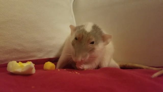 monty enjoying an egg, part three: post-vet reward смотреть онлайн
