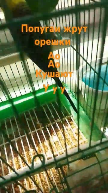 оказывается есть музыка у попугаях смотреть онлайн