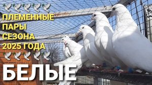 🕊🕊🕊 Племенные пары голубей сезона 2025 года. Белые. Николаевские голуби в Каменоломни. Pigeons.