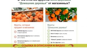 КАРЛИКОВЫЕ ПЛОДОВЫЕ ДЕРЕВЬЯ ДЛЯ ДОМА РЕЦЕПТЫ 💯 КАРЛИКОВЫЕ ПЛОДОВЫЕ ДЕРЕВЬЯ ДЛЯ ПОДМОСКОВЬЯ КУПИТЬ