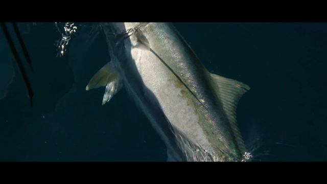 Penn Slammer IV | Anaconda Stores смотреть онлайн