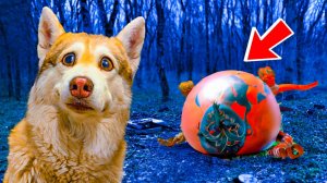 МЫ ЗАМОЧИЛИ ДОУИ МОНСТРА! Но есть нюанc... Хаски Бублик Говорящая собака Mister Booble