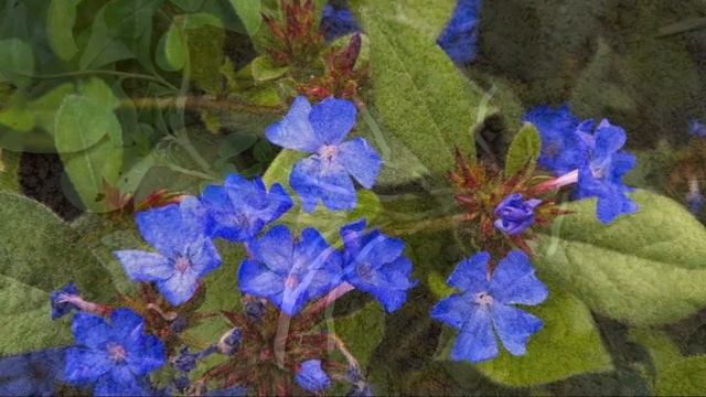 Яркий ковер из цветов до морозов. Неприхотливый многолетник для малоуходного сада смотреть онлайн