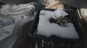 ОБРЕЗКА ОДНОЛЕТНЕГО САЖЕНЦА метельчатой гортензии!