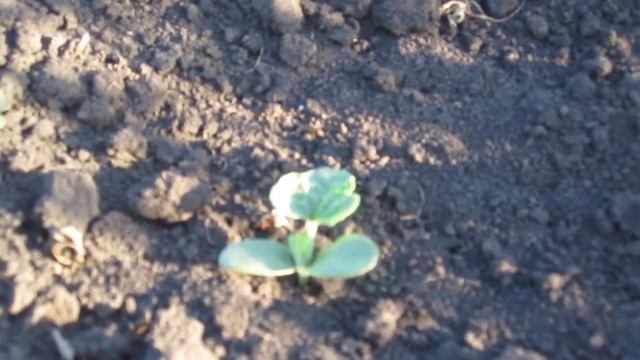 ✔ Вырастет ли дыня Канталупа из Чили в России? || Мой эксперимент смотреть онлайн