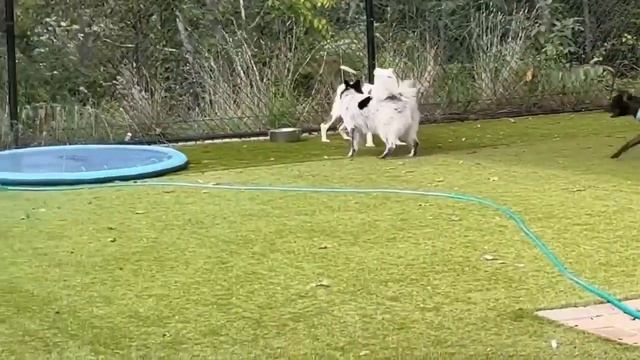 Meet Evabeth a Mixed Breed Medium (up to 44 lbs fully grown) currently available for adoption! 9/10 смотреть онлайн