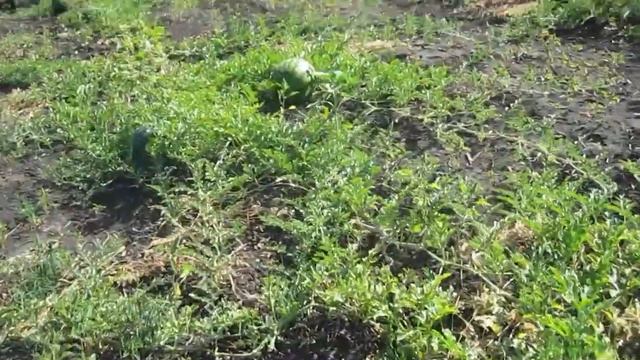 Обзор бахчи на 27 августа | Необычный охранник на бахчевом поле | РУССКОЕ ПОЛЕ || смотреть онлайн