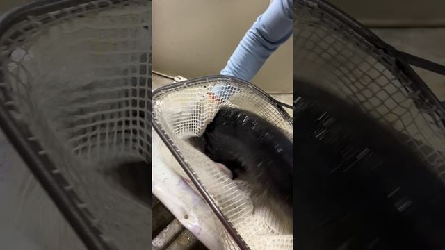 Сибирской осетр ! Царь рыба ! Мамы выращивает , сами продаем ! 
РПТ-Маркет на авито