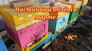 Частичный облёт пчёл в марте.Сокращаем и утепляем пчелиные семьи.