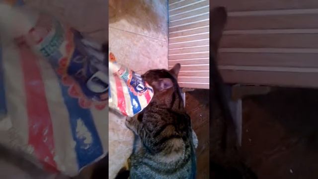 Смешной кот))) смотреть онлайн