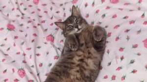 Завершение эпопеи