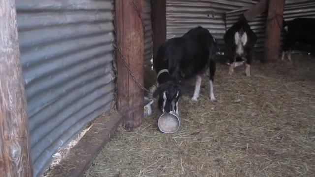 #shorts #козадереза #goat смотреть онлайн