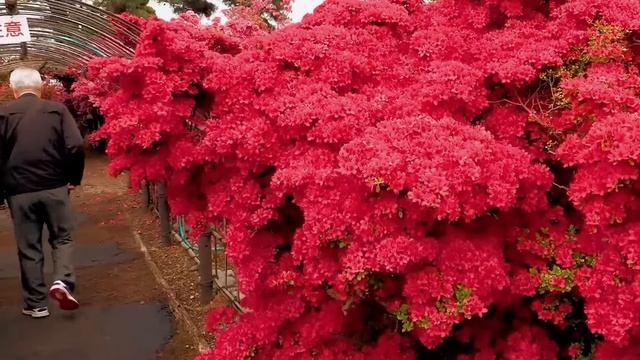 Rock 'n' Roll Legends 50s & 60s Vibes 🤘 смотреть онлайн