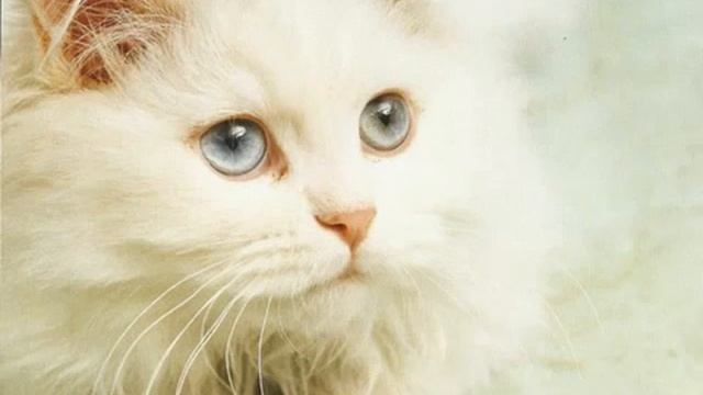cats kittens doing funny thing смотреть онлайн