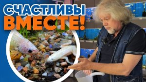 Аквариумные новости с Владимиром Ковалёвым (21.03.2025). Счастливы вместе!
