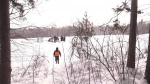 В лесах Новосибирской области развелись волки