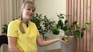 Уход за комнатным лимоном