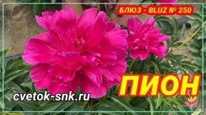 Пион Блюз. Цветение 2022 года / Сад Ворошиловой
