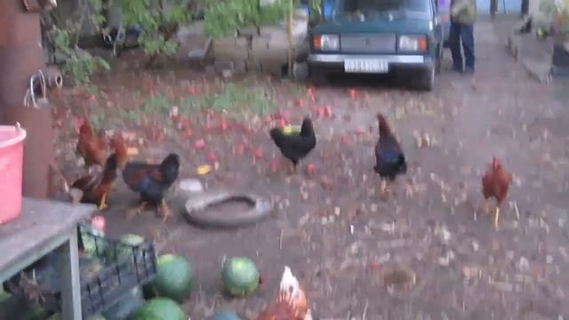 Два молодых петуха борются за лидерство во дворе, главный навел порядок. смотреть онлайн