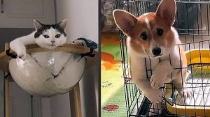 Кошки и собаки — мастера хаоса!