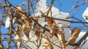 20 марта - Павел Капельник. Народные приметы