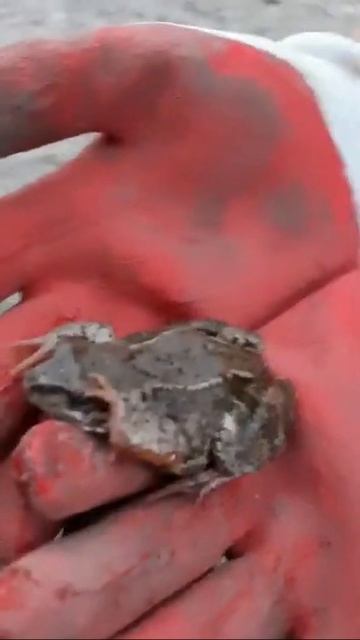 Видео из лета. Наш кот напал на бедную лягушку смотреть онлайн